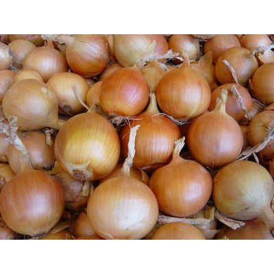 Семена лука EZ 1109 (250 000 семян), Libra Seeds (Erste Zaden)